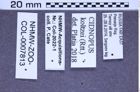 Etiketten zu Cidnopus koltzei (Reitter, 1895) (NHMW-ZOO-COL-0007813)